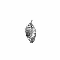 NUMA - CRISALIDE