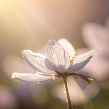 Miro - Petals of Light