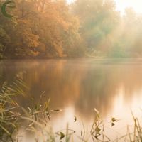 Sunlit Canopy - Piano for Rest in Nature