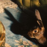 Florence Road - Rabbits Can Swim