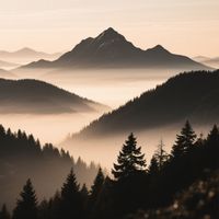 cawrtem - Osl defay olov