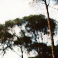 Lander - SIGHTLY TREE