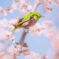 Preschool Ryhmes - Happy Hop