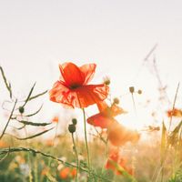 Preschool Ryhmes - Cardboard Wheels