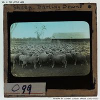 morienne - The Little Lamb