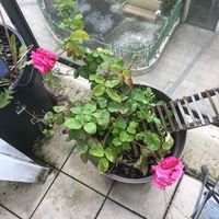 BendOver - Can't help my self