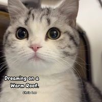 Chris Leo - Dreaming on a Warm Roof