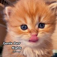 Chris Leo - Gentle Purr Nights