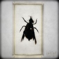 Glenn - Lagrimas (Explicit)