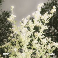 Belmonts - BUCKWILD