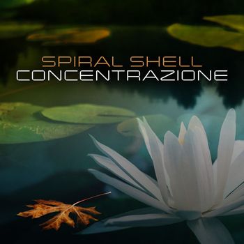 Spiral Shell - Concentrazione