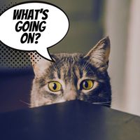 Samira - What’s Going On?