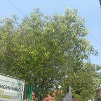 RAMA - pergi tanpa pesan