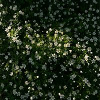 evergreen - Spring Reflection