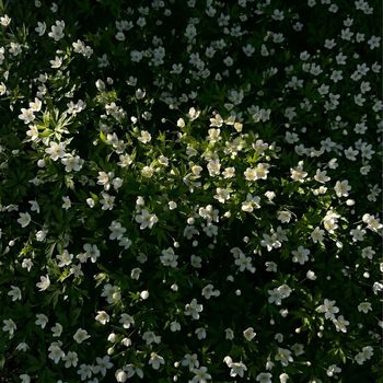 evergreen - Spring Reflection