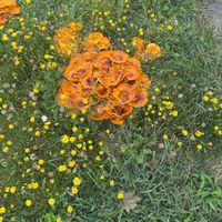 Ajax - Where We Grow