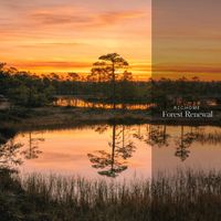 Richome - Forest Renewal