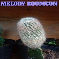 Condro - Melody roomcon