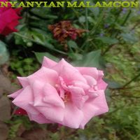 Condro - Nyanyian malamcon