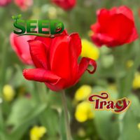 Tracy - Seed