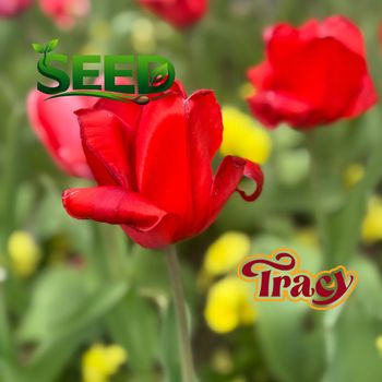 Tracy - Seed