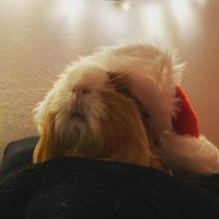 Jenny Mewfoxx - Snicker`s Bassline