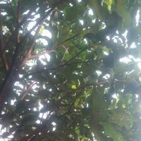 jon - sweet then throw