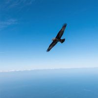 Ais - Terbang tanpa batas