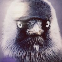 Muff Potter - Rückflug aus Montana