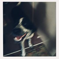 astrai - Everydog Has Its Day (Explicit)