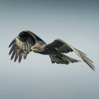 Macrogenre - Wings Against the Twilight