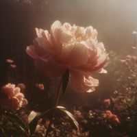 Newsense Studio - Calm and Tender Piano