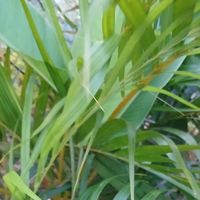 Mariana - Forever I Choose You