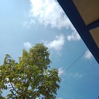 Alani - Si berbulu