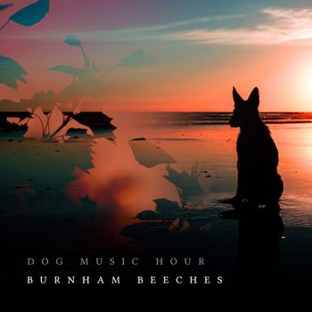 Burnham Beeches - Dog Music Hour