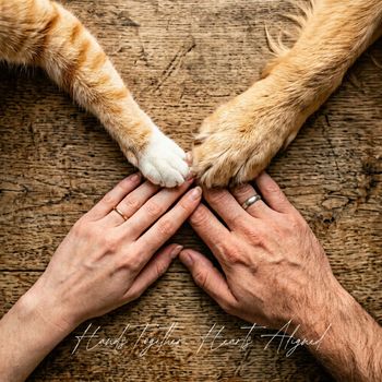 Kuma - Hands Together, Hearts Aligned