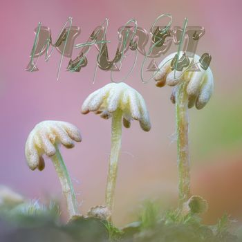 Mabel - Hybrid
