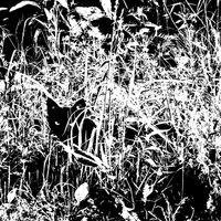 Moohabb - Forest