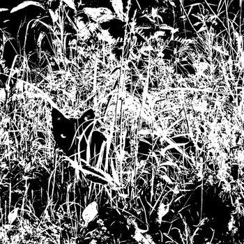 Moohabb - Forest
