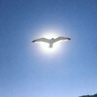 Cristhian Balcazar - Peace