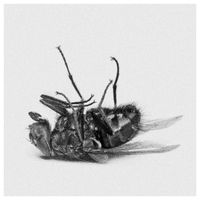 Andi Almqvist - The Fly
