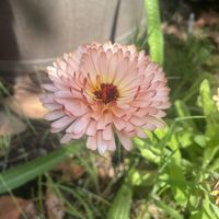 Bloom - BELIEVE! (Explicit)