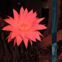 Belgico - Flower down