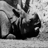 Shemzy.exe - Do am for me