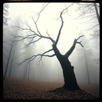 André - Whispers in the Pines