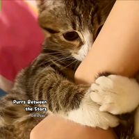 Chris Leo - Purrs Between the Stars