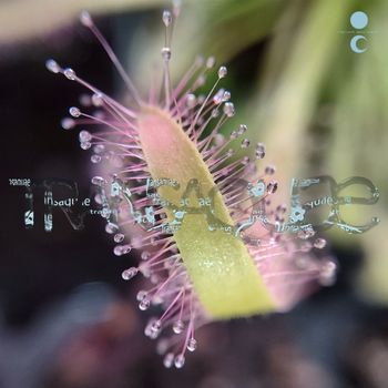 VARIOUS ARTISTS - Transaquae