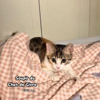 Chris Leo - Soupir du Chat de Givre