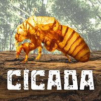 Levity Beet - Cicada