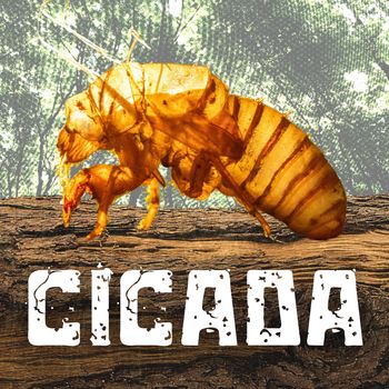 Levity Beet - Cicada